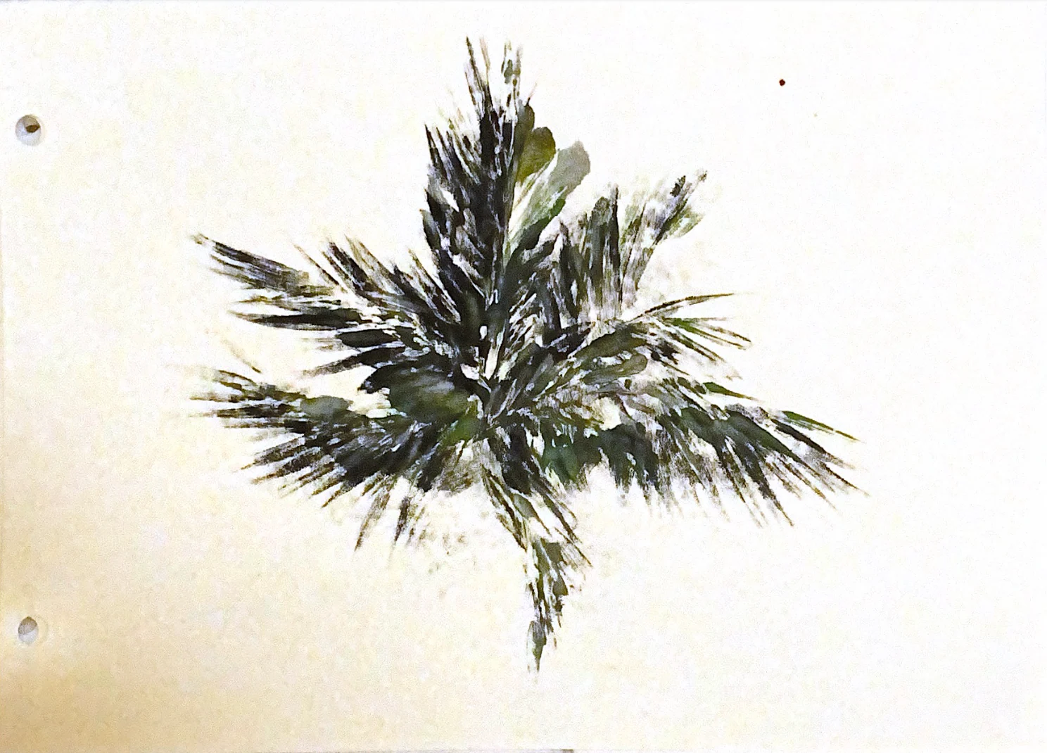palms in memories — 11