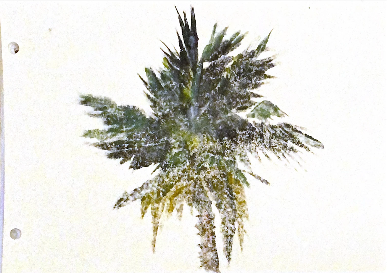 palms in memories — 12