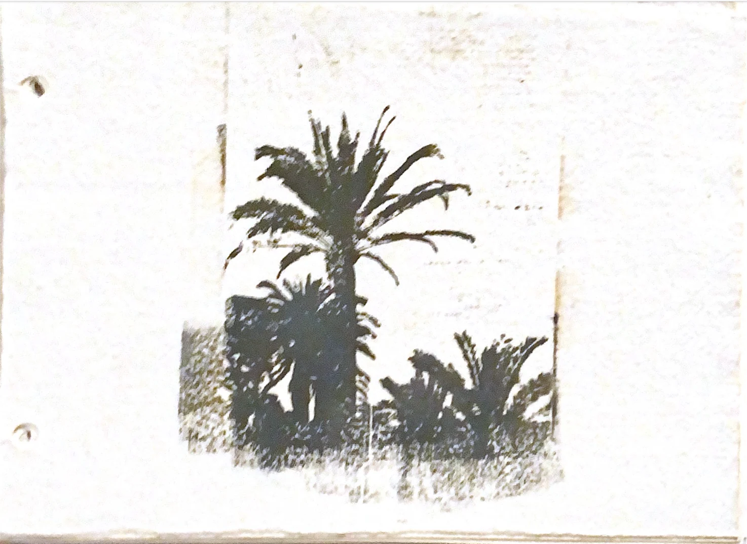 palms in memories — 3