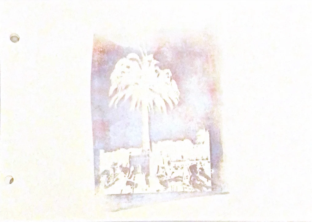 palms in memories — 33